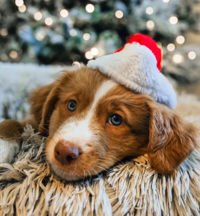 Ros McDonough- Artile Photo.webp